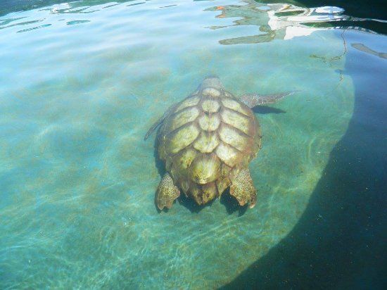 Meeresschildkrötenaufzuchtstation